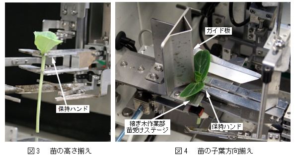 図3 苗の高さ揃え、図4 苗の子葉方向揃え