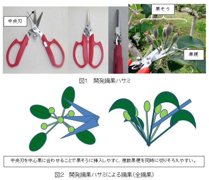 図1  開発摘果ハサミ