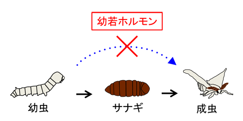 昆虫の脱皮・変態と幼若ホルモン