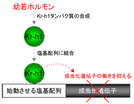 幼若ホルモンが成虫化を抑える仕組み