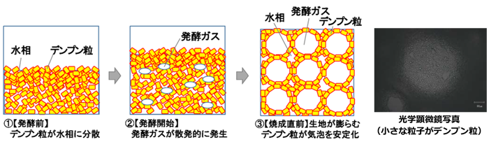 図2.パンが膨らむ仕組みの推定図と発酵中の気泡との比較