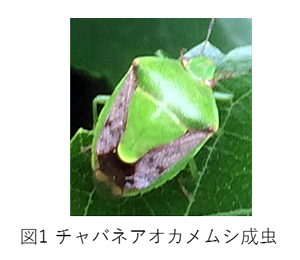 図1 チャバネアオカメムシ成虫