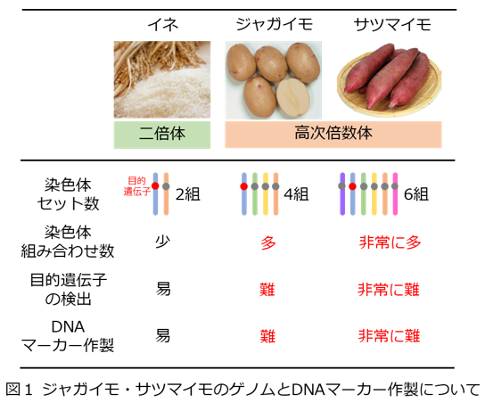 図1 ジャガイモ・サツマイモのゲノムとDNAマーカー作成について