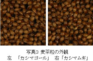 写真3 麦茶粒の外観