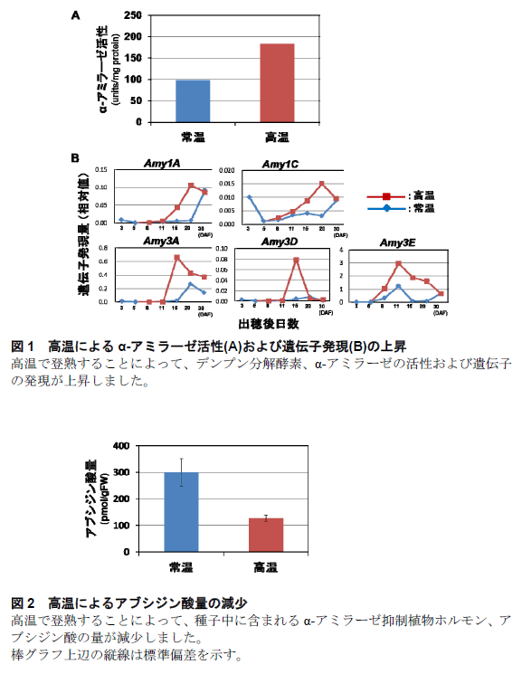 図1  高温によるα-アミラーゼ活性(A)および遺伝子発現(B)の上昇/図2  高温によるアブシジン酸量の減少