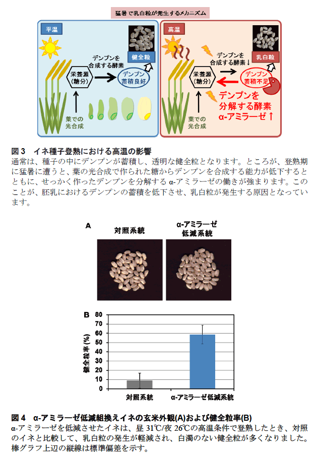 図3  イネ種子登熟における高温の影響/図4  α-アミラーゼ低減組換えイネの玄米外観(A)および健全粒率(B)