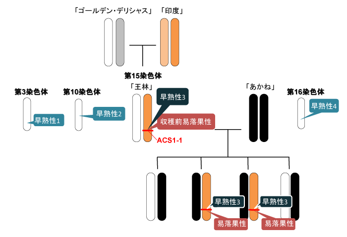 図2 早熟性と収穫前易落果性の遺伝 