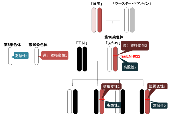 図3 果汁難褐変性と高酸性の遺伝 