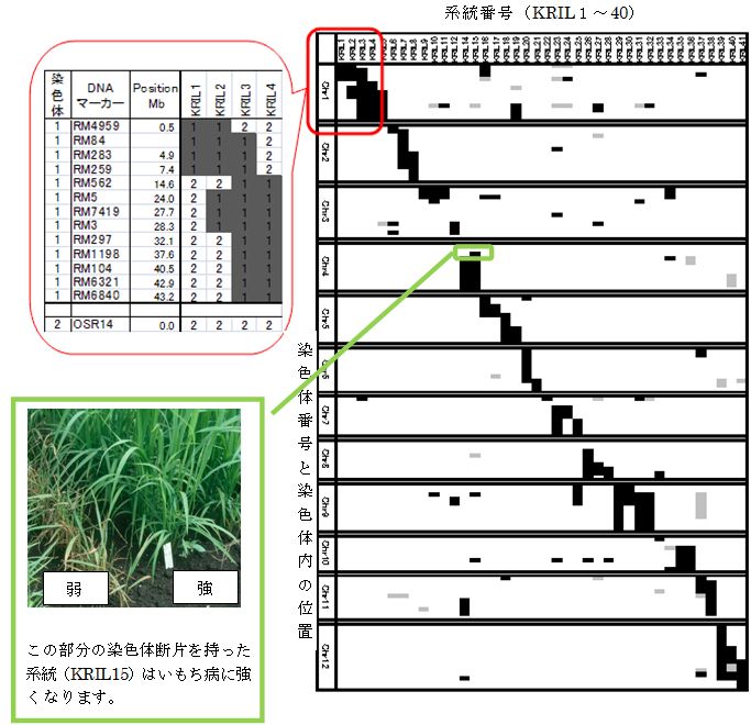 図2 O.rufipogon (IRGC-Acc104814)染色体断片導入系統群(40系統)の遺伝子型