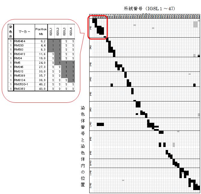 図3 O.glumaepatula染色体断片導入系統群(47系統)の遺伝子型