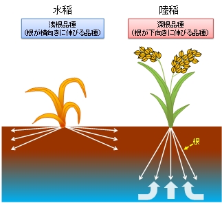 図1 根の伸長方向と乾燥耐性との関係(イメージ図)