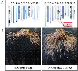 図2 DRO1遺伝子導入による根への影響