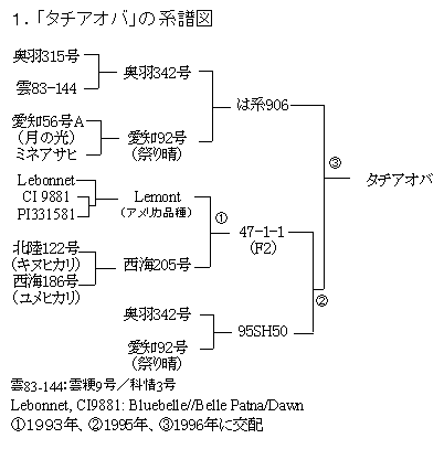 タチアオバの系譜図