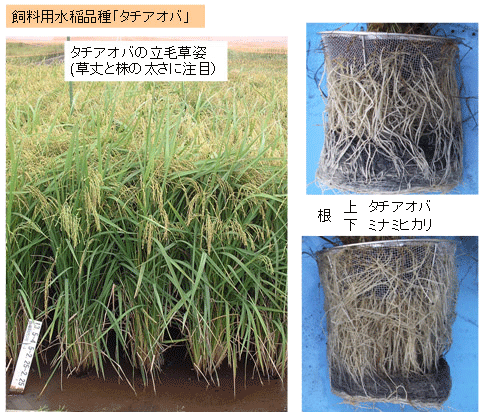 タチアオバの写真