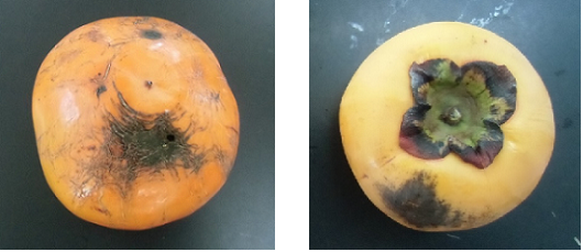 良食味で結実性が良好な早生のカキ新品種「麗玉(れいぎょく)」と