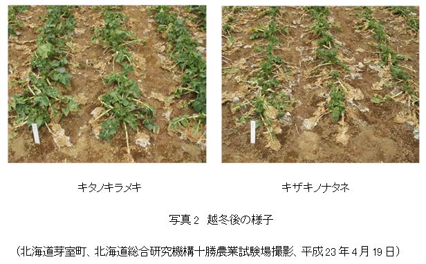 写真2 越冬後の様子