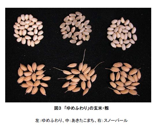 図3 「ゆめふわり」の玄米・籾