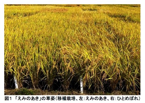 図1 「えみのあき」の草姿(移植栽培、左:えみのあき、右:ひとめぼれ)