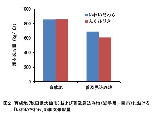 図2 育成地(秋田県大仙市)および普及見込み地(岩手県一関市)における「いわいだわら」の粗玄米収量