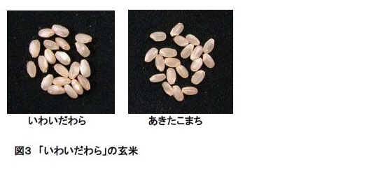 図3 「いわいだわら」の玄米