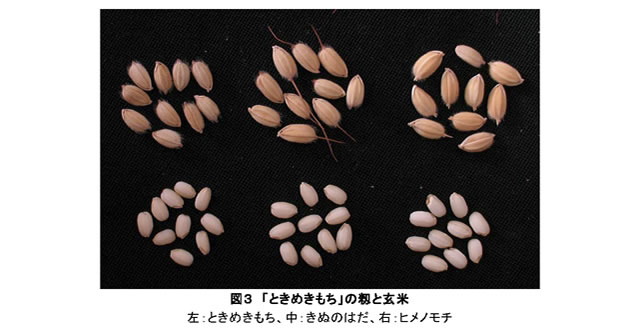 図3 「ときめきもち」の籾と玄米