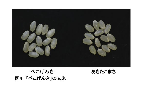 図4 「べこげんき」の玄米