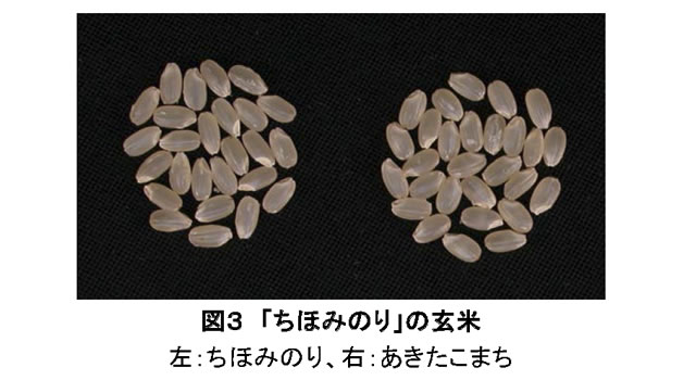 図3 「ちほみのり」の玄米