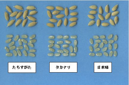 写真3.「たちすがた」の籾と玄米