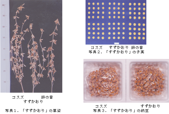 写真1 「すずかおり」の草姿