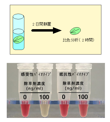 図2 迅速診断の手順の模式図(上)と結果(下)