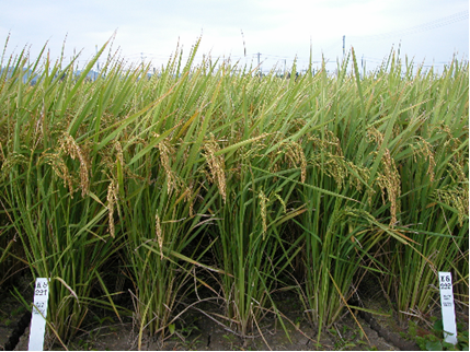 図1 「べこあおば」の草姿(移植栽培、育成地、2004年9月)