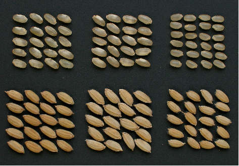 図2 稲発酵粗飼料用品種「べこあおば」(左)、「クサユタカ」(中央)と一般品種「ふくひびき」(右)の玄米と籾