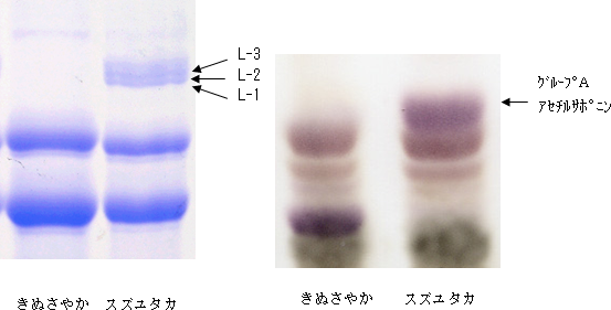 図2 リポキシゲナーゼの電気泳動像(左)とグループAサポニンの薄層クロマトグラム(右)