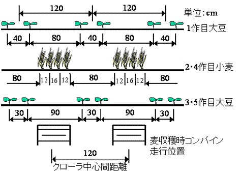 図2 本体系の大豆・小麦3年5作栽植様式