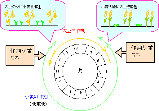 図5 寒冷地における大豆・小麦の作期