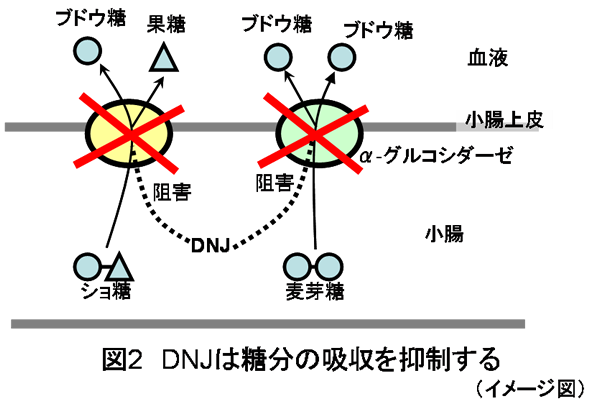 図2 DNJは糖分の吸収を抑制する