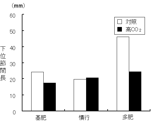 図2 下位節間長(第V節間)にCO<sub>2</sub>濃度と施肥窒素が及ぼす影響