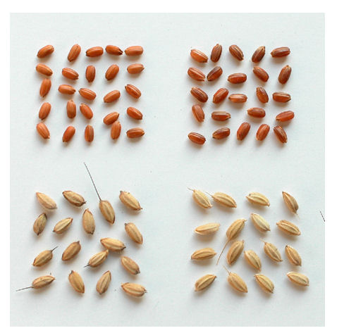 図2 「夕やけもち」の籾及び玄米