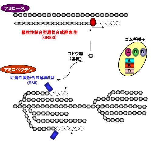 図1 アミロース、アミロペクチン合成と顆粒性結合型澱粉合成酵素I型(GBSSI)と可溶性澱粉合成酵素II型(SSII)の関係