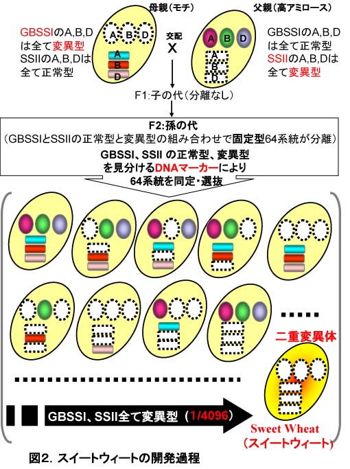 図2 スイートウィートの開発過程