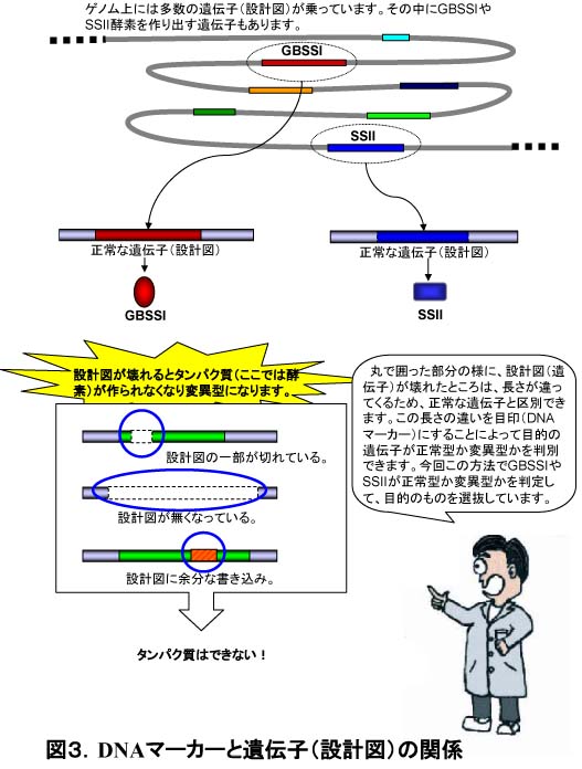 図3 DNAマーカーと遺伝子(設計図)の関係