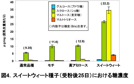 図4 スイートウィート種子(受粉後25日)における糖濃度