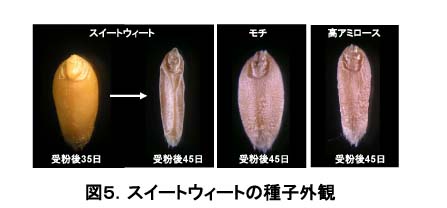 図5 スイートウィートの種子外観