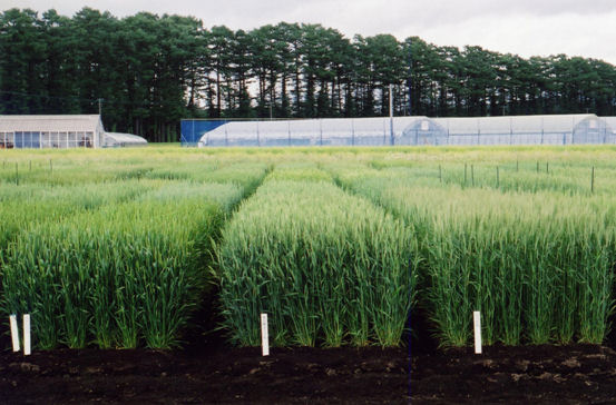 図1 「もち姫」の草姿(東北農業研究センター、ドリル播栽培、2006年7月)