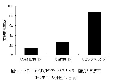 図2 トウモロコシ細根のアーバスキュラー菌根の形成率