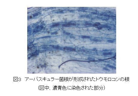 図3 アーバスキュラー菌根が形成されたトウモロコシの根