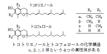 図5 トコトリエノールとトコフェロールの科学構造
