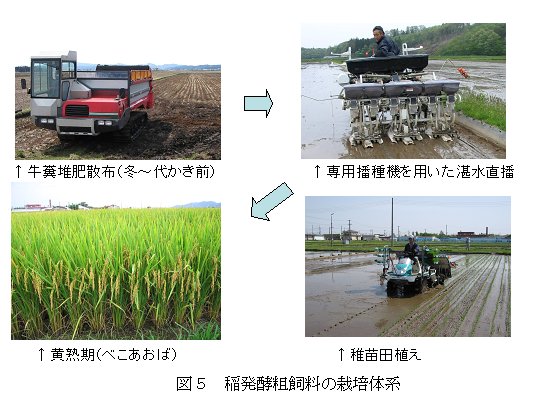 図5 稲発酵粗飼料の栽培体系