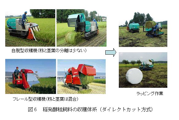 図6 稲発酵粗飼料の収穫体系(ダイレクトカット方式)