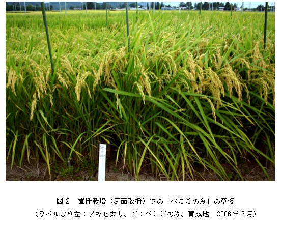 図2 直播栽培(表面散播)での「べこごのみ」の草姿